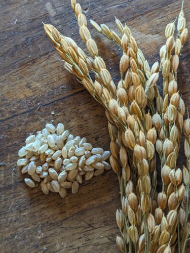 Want to grow your own rice? A step-by-step guide for  adventurous gardeners